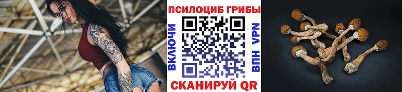 магазин продажи наркотиков  Орлов  Галлюциногенные грибы Cubensis 